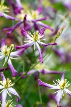 Rubromarginata Fragrant Clematis - 1 Gallon Pot -Outlet The Ever Garden Store clematis triternata rubromarginata 1