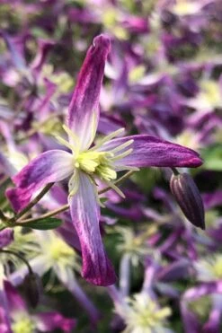 Rubromarginata Fragrant Clematis - 1 Gallon Pot -Outlet The Ever Garden Store clematis triternata rubromarginata 5