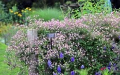 Rubromarginata Fragrant Clematis - 1 Gallon Pot -Outlet The Ever Garden Store clematis triternata rubromarginata 6