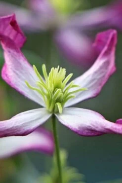Rubromarginata Fragrant Clematis - 1 Gallon Pot -Outlet The Ever Garden Store clematis triternata rubromarginata 7
