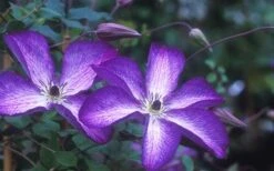 Venosa Violacea Clematis - 1 Gallon Pot -Outlet The Ever Garden Store clematis venosa violacea 1