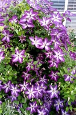 Venosa Violacea Clematis - 1 Gallon Pot -Outlet The Ever Garden Store clematis venosa violacea 5