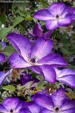 Venosa Violacea Clematis - 1 Gallon Pot -Outlet The Ever Garden Store clematis venosa violacea 7