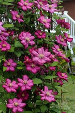 Ville De Lyon Clematis - 1 Gallon Pot -Outlet The Ever Garden Store clematis ville de lyon 2