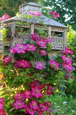 Ville De Lyon Clematis - 1 Gallon Pot -Outlet The Ever Garden Store clematis ville de lyon 7