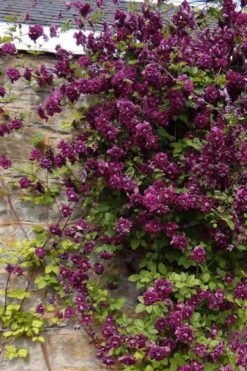 Purpurea Plena Elegans Clematis - 1 Gallon Pot -Outlet The Ever Garden Store clematis viticella purpurea plena elegans 1