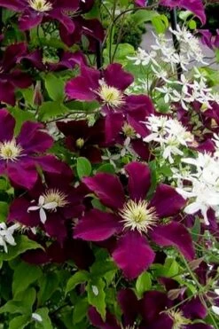 Warsaw Nike Clematis - 1 Gallon Pot 12 Warsaw Nike Clematis - 1 Gallon Pot -Outlet The Ever Garden Store clematis warsaw nike 11