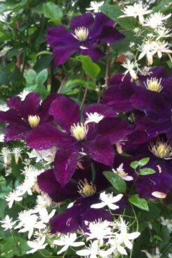 Warsaw Nike Clematis - 1 Gallon Pot 11 Warsaw Nike Clematis - 1 Gallon Pot -Outlet The Ever Garden Store clematis warsaw nike 12