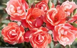 Coral Knock Out Rose - 3 Gallon Pot -Outlet The Ever Garden Store coral knock out rose 101 1