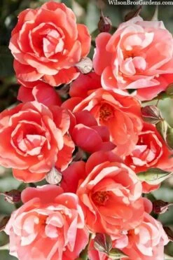 Coral Knock Out Rose - 3 Gallon Pot -Outlet The Ever Garden Store coral knock out rose 102 1