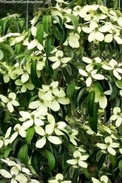 Bernice Evergreen Dogwood Tree (Cornus Angustata) - 2 Gallon Pot -Outlet The Ever Garden Store cornus angusta bernice eveergreen dogwood tree 1