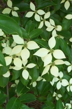 Bernice Evergreen Dogwood Tree (Cornus Angustata) - 2 Gallon Pot -Outlet The Ever Garden Store cornus angustata bernice evergreen dogwood tree 2