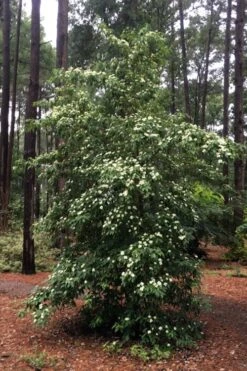 Bernice Evergreen Dogwood Tree (Cornus Angustata) - 2 Gallon Pot -Outlet The Ever Garden Store cornus angustata bernice evergreen dogwood tree 4