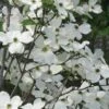 Jean's Appalachian Snow White Dogwood Tree - 7 Gallon Pot (5-6')