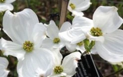 Jean's Appalachian Snow White Dogwood Tree - 7 Gallon Pot (5-6') -Outlet The Ever Garden Store cornus florida jeans appalachian snow white dogwood 4