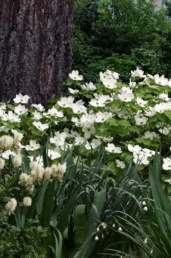 Suwannee Squat Dwarf Flowering Dogwood - 3 Gallon Pot