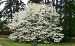Native White Flowering Dogwood (Cornus Florida) - 3 Gallon Pot -Outlet The Ever Garden Store cornus florida white flowering dogwood 1