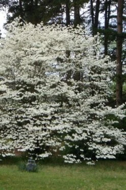 Native White Flowering Dogwood (Cornus Florida) - 3 Gallon Pot -Outlet The Ever Garden Store cornus florida white flowering dogwood 2