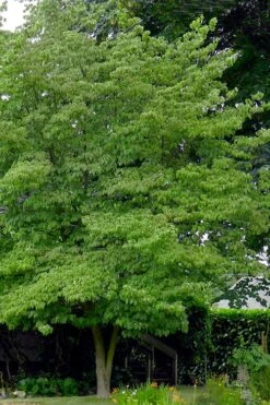 Native White Flowering Dogwood (Cornus Florida) - 3 Gallon Pot -Outlet The Ever Garden Store cornus florida white flowering dogwood 3