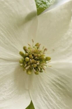 Native White Flowering Dogwood (Cornus Florida) - 3 Gallon Pot -Outlet The Ever Garden Store cornus florida white flowering dogwood 5