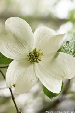 Native White Flowering Dogwood (Cornus Florida) - 3 Gallon Pot -Outlet The Ever Garden Store cornus florida white flowering dogwood 6