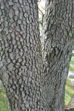 Native White Flowering Dogwood (Cornus Florida) - 3 Gallon Pot -Outlet The Ever Garden Store cornus florida white flowering dogwood 8