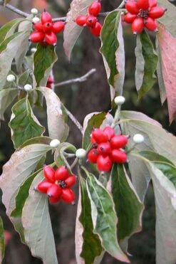 Native White Flowering Dogwood (Cornus Florida) - 3 Gallon Pot -Outlet The Ever Garden Store cornus florida white flowering dogwood fruit berries 9