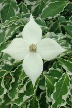 Samaritan Variegated Kousa Dogwood - 7 Gallon Pot (4-5') -Outlet The Ever Garden Store cornus kousa samzam samaritan variegated kousa dogwood tree 10
