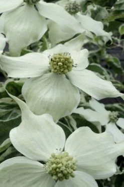 Samaritan Variegated Kousa Dogwood - 7 Gallon Pot (4-5') -Outlet The Ever Garden Store cornus kousa samzam samaritan variegated kousa dogwood tree 16