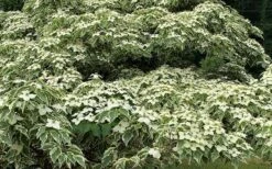Samaritan Variegated Kousa Dogwood - 7 Gallon Pot (4-5') -Outlet The Ever Garden Store cornus kousa samzam samaritan variegated kousa dogwood tree 24