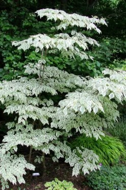 Samaritan Variegated Kousa Dogwood - 7 Gallon Pot (4-5') -Outlet The Ever Garden Store cornus kousa samzam samaritan variegated kousa dogwood tree 25