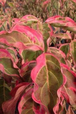 Samaritan Variegated Kousa Dogwood - 7 Gallon Pot (4-5') -Outlet The Ever Garden Store cornus kousa samzam samaritan variegated kousa dogwood tree 27