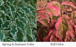 Samaritan Variegated Kousa Dogwood - 7 Gallon Pot (4-5') -Outlet The Ever Garden Store cornus kousa samzam samaritan variegated kousa dogwood tree 28