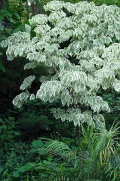 Samaritan Variegated Kousa Dogwood - 7 Gallon Pot (4-5') -Outlet The Ever Garden Store cornus kousa samzam samaritan variegated kousa dogwood tree 32
