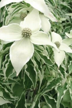 Samaritan Variegated Kousa Dogwood - 7 Gallon Pot (4-5') -Outlet The Ever Garden Store cornus kousa samzam samaritan variegated kousa dogwood tree 33