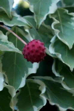 Samaritan Variegated Kousa Dogwood - 7 Gallon Pot (4-5') -Outlet The Ever Garden Store cornus kousa samzam samaritan variegated kousa dogwood tree 7