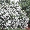 Acoma Weeping White Crape Myrtle - 7 Gallon Pot (3-4')