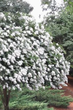Acoma Weeping White Crape Myrtle - 7 Gallon Pot (3-4')