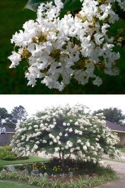 Acoma Weeping White Crape Myrtle - 6 Pack Of 1 Gallon Pots -Outlet The Ever Garden Store crape myrtle acoma 500x750 1
