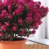Berry Dazzle Dwarf Crape Myrtle - 3 Gallon Pot