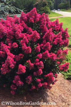 Berry Dazzle Dwarf Crape Myrtle - 3 Gallon Pot -Outlet The Ever Garden Store crape myrtle berry dazzle 101