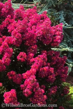 Berry Dazzle Dwarf Crape Myrtle - 3 Gallon Pot -Outlet The Ever Garden Store crape myrtle berry dazzle 102