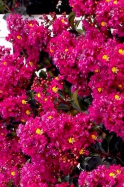 Berry Dazzle Dwarf Crape Myrtle - 3 Gallon Pot -Outlet The Ever Garden Store crape myrtle berry dazzle tree form topiary standard 2