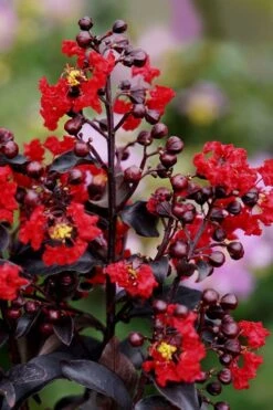 Center Stage Red Black Leaf Crape Myrtle -2 Gallon Pot -Outlet The Ever Garden Store crape myrtle center stage red 1
