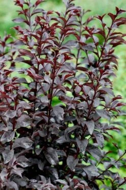 Center Stage Red Black Leaf Crape Myrtle -2 Gallon Pot -Outlet The Ever Garden Store crape myrtle center stage red 4