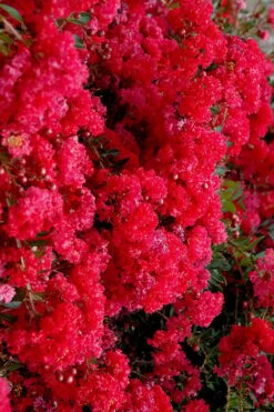 Cherry Dazzle Dwarf Crape Myrtle - 1 Gallon Pot -Outlet The Ever Garden Store crape myrtle cherry dazzle 30