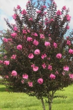 Delta Jazz Crape Myrtle - 2 Gallon Pot -Outlet The Ever Garden Store crape myrtle delta jazz 50