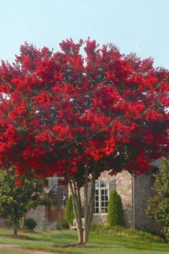 Dynamite Red Crape Myrtle - 7 Gallon Pot (5-6') -Outlet The Ever Garden Store crape myrtle dynamite 10