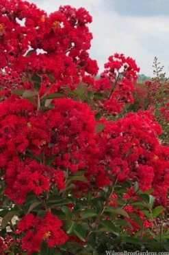 Miss Frances Red Crape Myrtle - 7 Gallon Pot (5-6') -Outlet The Ever Garden Store crape myrtle miss frances red 1