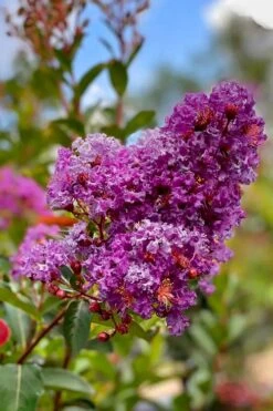 Miss Sandra Purple Crape Myrtle - 1 Gallon Pot -Outlet The Ever Garden Store crape myrtle miss sandra purple 2